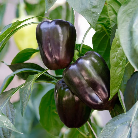 Hybrid Seeds (ہائی بریڈ بیج)